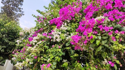 purple flowers in the garden with white flowers in between and green lush