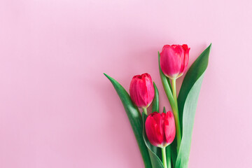 Fototapeta premium Tender pink tulips on pastel pink background. Greeting card for Women's day.