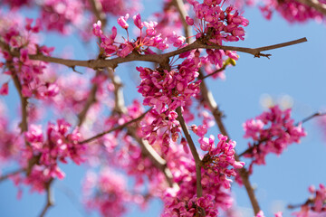 Delicate bright white and pink flowering trees in the garden against the blue sky on a sunny spring day