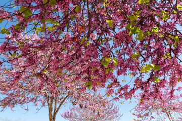 Delicate bright white and pink flowering trees in the garden against the blue sky on a sunny spring day