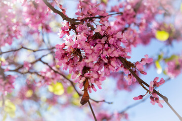 Fototapeta na wymiar Delicate bright pink flowers against the blue sky on a sunny spring day