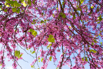 Delicate bright pink flowers against the blue sky on a sunny spring day