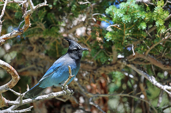 Blue cardinal in profile - Rocky Mountains National Park, Colorado