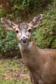 Issaquah, Washington State, USA. Male Mule Deer With Antlers Just Barely Visible In A Rural Residential Yard.