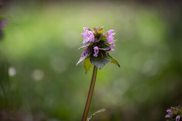 Common Lawn weed Ground Ivy with rounded, scalloped leaves, four-sided, mint-family, squared stems and small, funnel-shaped, purple flowers.