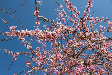 Delicate bright pink flowers against the blue sky on a sunny spring day