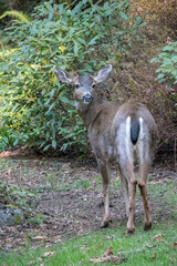 Issaquah, Washington State, USA. Male mule deer with antlers just barely visible in a rural residential yard.