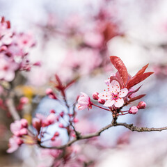 Fleurs de cerisier rose