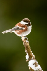Issaquah, Washington State, USA. Chestnut-backed chickadee perched on newly-pruned snow-covered...