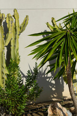 green cacti and succulents against a gray wall on a sunny day