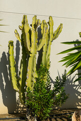 green cacti and succulents against a gray wall on a sunny day