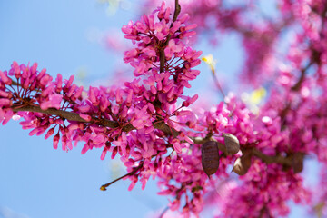 Blossoming pink flower on the blue sky