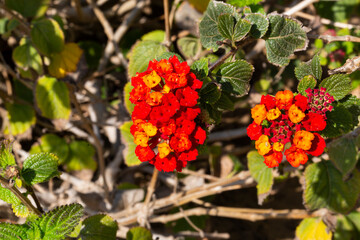 Red flowers on sunny day