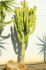 green cacti and succulents against a gray wall on a sunny day