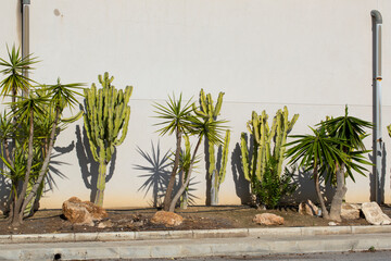 green cacti and succulents against a gray wall on a sunny day