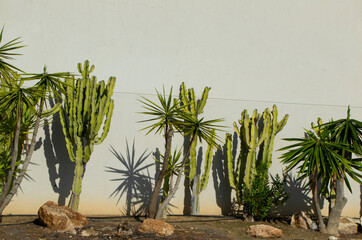 green cacti and succulents against a gray wall on a sunny day