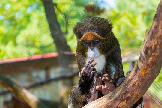 Portrait of a De Brazza monkey on tree branches