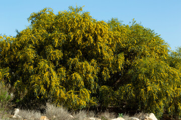 Blooming mimosa bright yellow balls flowers on a bright spring sunny day