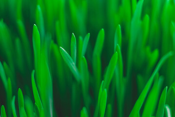 Fototapeta na wymiar Fresh green grass as background texture. Copy, empty space for text