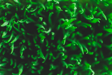 Fresh green grass as background texture. Top view. Copy, empty space for text