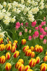 Mount Vernon, Washington State, USA. Tulips and daffodils growing.