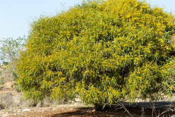 Blooming mimosa bright yellow balls flowers on a bright spring sunny day