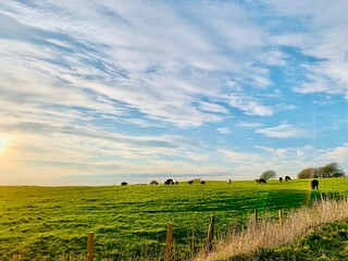 field of wheat © Housman