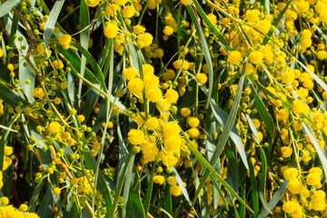 Blooming mimosa bright yellow balls flowers on a bright spring sunny day