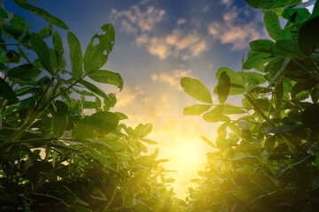 low angle of peanuts plantation in countryside at evening with sunshine, industrial agriculture
