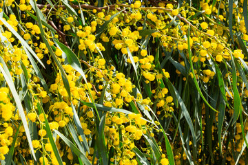 Blooming mimosa bright yellow balls flowers on a bright spring sunny day