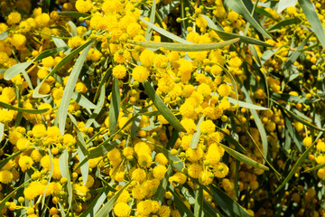 Blooming mimosa bright yellow balls flowers on a bright spring sunny day