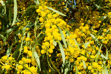Blooming mimosa bright yellow balls flowers on a bright spring sunny day