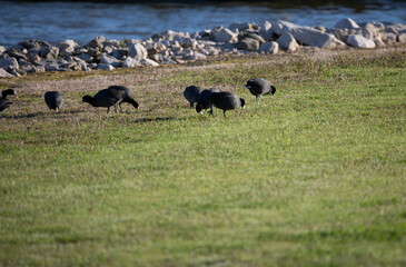 American Coot Ducks Foraging