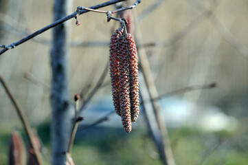 Maple earrings on a spring tree in the sun