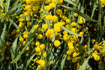 Blooming mimosa bright yellow balls flowers on a bright spring sunny day