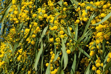 Blooming mimosa bright yellow balls flowers on a bright spring sunny day