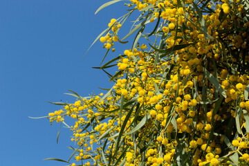 Blooming mimosa bright yellow balls flowers on a bright spring sunny day