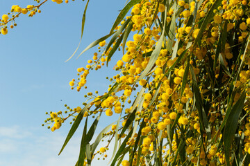 Blooming mimosa bright yellow balls flowers on a bright spring sunny day