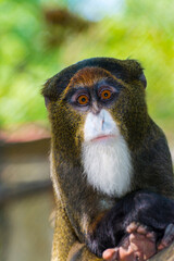 Portrait of a De Brazza monkey on tree branches