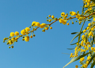 Blooming mimosa bright yellow balls flowers on a bright spring sunny day