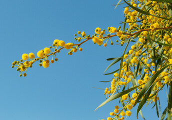 Blooming mimosa bright yellow balls flowers on a bright spring sunny day