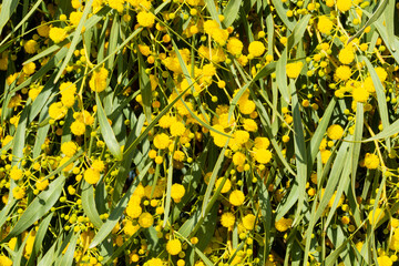 Blooming mimosa bright yellow balls flowers on a bright spring sunny day