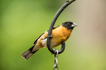 Issaquah, Washington State, USA. Male black-headed grosbeak who was just eating suet from a log suet feeder below him, in springtime.