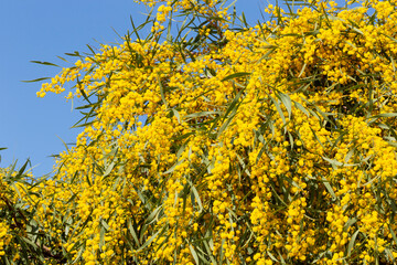 Blooming mimosa bright yellow balls flowers on a bright spring sunny day