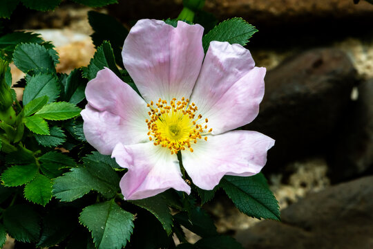 Fleur &eacute;panouie d'&eacute;glantier au printemps