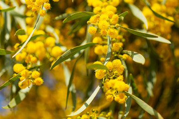 Blooming mimosa bright yellow balls flowers on a bright spring sunny day