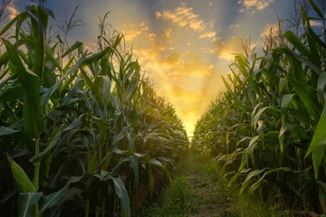 Fotobehang green corn field in agricultural plantation and light shines sunset in the evening © lamyai