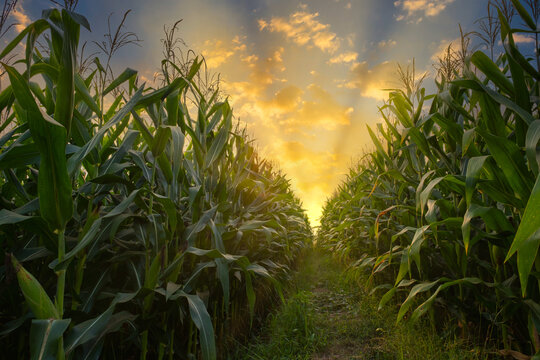 green corn field in agricultural plantation and light shines sunset in the evening