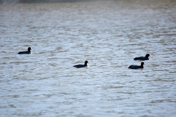 American Coot Ducks Swimming