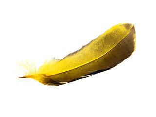Dark yellow feather isolated on the white background